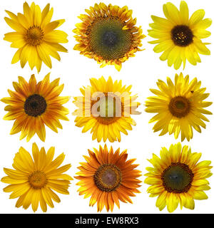 Collection des tournesols sur fond blanc Banque D'Images