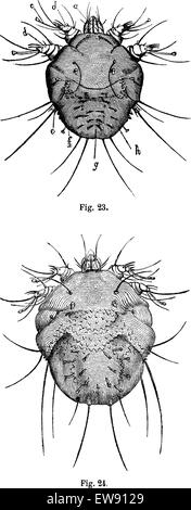 Fig. 23. La Gale, homme avec quatre paires de pattes, fig. 24. La Gale, femme, vintage engraved illustration. Magasin Pittor Illustration de Vecteur