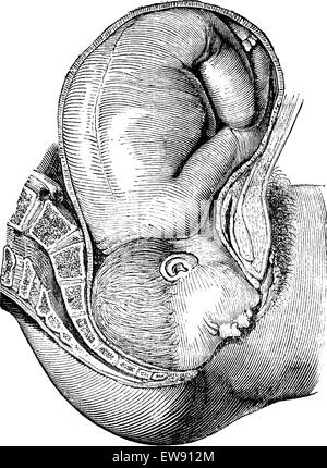 La rotation de l'intérieur accompli, vintage engraved illustration. Magasin Pittoresque 1875. Illustration de Vecteur
