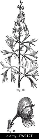 Fig. 40. Aconit. Haut de la tige. Fig. 41. Aconit. Ensemble fleur, vintage engraved illustration. Aconitum ou Aconit ou monksho Illustration de Vecteur