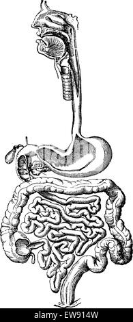 Système digestif humain, vintage engraved illustration. Dictionnaire de médecine habituelle par le Dr Labarthe - 1885 Illustration de Vecteur