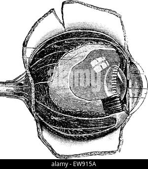 Section de la anteroposterior Œil humain, vintage engraved illustration. Dictionnaire de médecine habituelle par le Dr Labarthe - 1885 Illustration de Vecteur