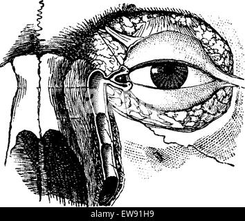 Le Conduit nasolacrymal, vintage engraved illustration. Dictionnaire de médecine habituelle par le Dr Labarthe - 1885 Illustration de Vecteur