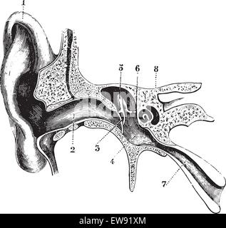 Schéma en coupe et la moitié de l'aide auditive, vintage engraved illustration. Dictionnaire de médecine habituelle - Paul Labarthe Illustration de Vecteur