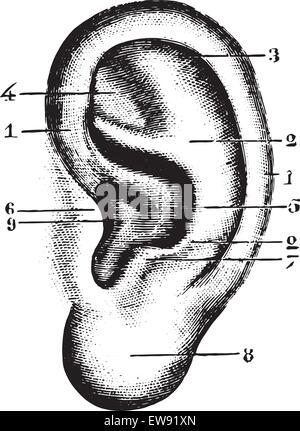 Pinna, vintage engraved illustration. Dictionnaire de médecine habituelle - Paul Labarthe - 1885. Illustration de Vecteur