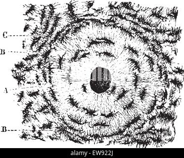 La structure du tissu osseux ou des tissus osseux, transversales de l'os radius, vintage engraved illustration. La médecine habituelle Di Illustration de Vecteur