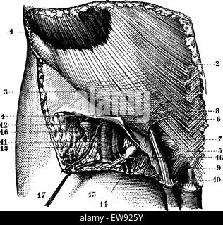 Fig. 624. Région ilioinguinal surface. L'orifice externe du canal inguinal. Artères, veines et vaisseaux lymphatiques de l'groi Illustration de Vecteur