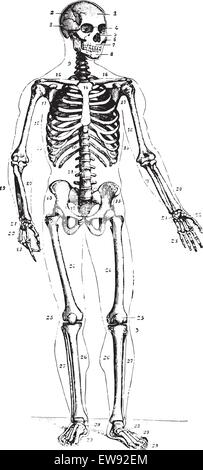Squelette, vue avant, vintage engraved illustration. Dictionnaire de médecine habituelle par le Dr Labarthe - 1885. Illustration de Vecteur