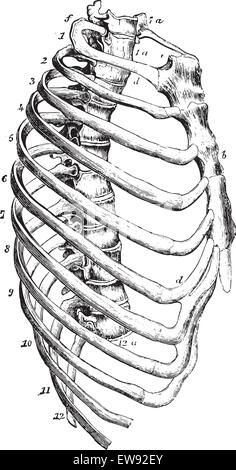 Sternum, vintage engraved illustration. Dictionnaire de médecine habituelle par le Dr Labarthe - 1885. Illustration de Vecteur