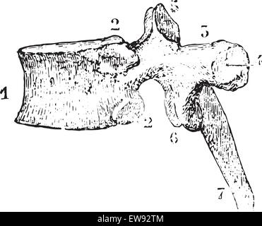 Vertèbres thoraciques ou vertèbre dorsale, vue latérale, vintage engraved illustration. Dictionnaire de médecine habituelle par le Dr Labarthe - 1885 Illustration de Vecteur