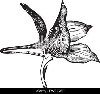 Larkspur (fleur coupée), vintage engraved illustration. Dictionnaire de médecine habituelle par le Dr Labarthe - 1885. Illustration de Vecteur