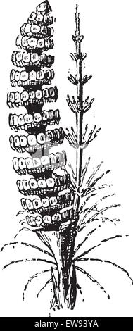 Vieille illustration gravée de prêle commune ou Equisetum arvense ou prêle des champs isolé sur un fond blanc. Dictionary Illustration de Vecteur