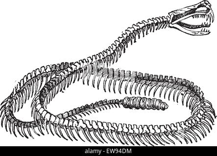 Crotale Reptile, squelette, vintage engraved illustration. Dictionnaire des mots et des choses - Larive et Fleury - 1895. Illustration de Vecteur