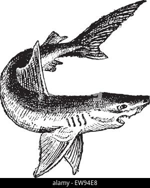 Shark isolé sur blanc, vintage engraved illustration. Dictionnaire des mots et des choses - Larive et Fleury - 1895. Illustration de Vecteur