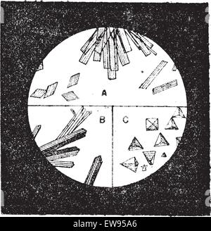 Fig. 3. A. Les cristaux de l'hémoglobine dans le sang de l'homme. B. Les cristaux de l'hémoglobine du chat. C. Les cristaux de l'hémoglobine des bl Illustration de Vecteur
