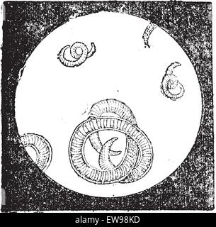 Trichinella ou trichine vers, vintage engraved illustration. Dictionnaire des mots et des choses - Larive et Fleury - 1895. Illustration de Vecteur