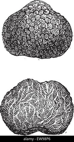 Truffes, vintage engraved illustration. Dictionnaire des mots et des choses - Larive et Fleury - 1895 Illustration de Vecteur