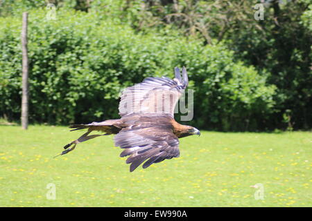 Golden Eagle un bel oiseau de proie, un magnifique oiseau puissant Banque D'Images