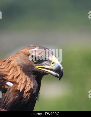 Golden Eagle un bel oiseau de proie, un magnifique oiseau puissant Banque D'Images