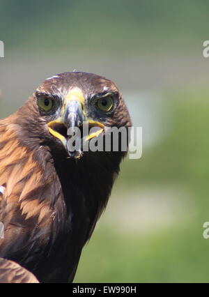 Golden Eagle un bel oiseau de proie, un magnifique oiseau puissant Banque D'Images