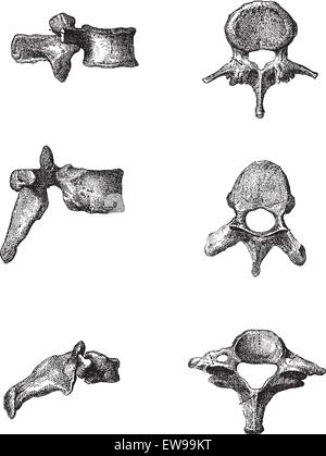 Les vertèbres, montrant Vue de côté (à gauche) et Vue de dessus (à droite) de la vertèbre lombaire (en haut), vertèbres dorsales (milieu), et cer Illustration de Vecteur