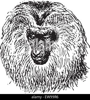 Macaque à queue de lion ou Macaca silène ou Wanderoo, vintage engraved illustration. Dictionnaire des mots et des choses - Larive et Fl Illustration de Vecteur