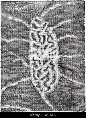 Fig. 6. L'intestin, de Peyer ou nodules lymphoïdes agrégées, vintage engraved illustration. Dictionnaire des mots et des choses Illustration de Vecteur