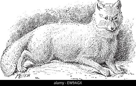 Le renard arctique (Vulpes lagopus) ou blanc polaire ou fox fox fox ou neige, vintage engraved illustration. Dictionnaire des mots et des choses Illustration de Vecteur