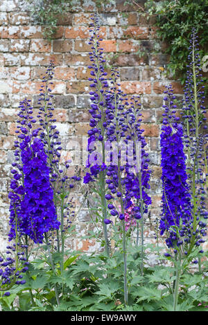 Fleur bleu foncé dans un jardin clos Banque D'Images