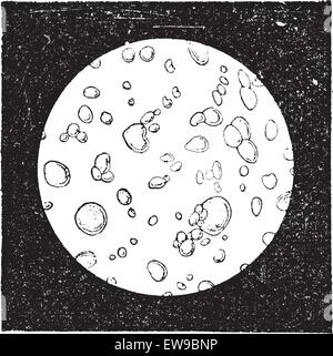 Lait pur vu sous un microscope, vintage engraved illustration. Dictionnaire des mots et des choses - Larive et Fleury - 1895. Illustration de Vecteur