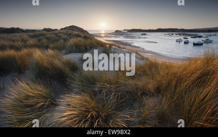 Dunes de Crow Point, Braunton Burrows. Devon, Royaume-Uni. Une partie de la Réserve de biosphère de l'UNESCO le nord du Devon. Banque D'Images