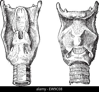 Boîte vocale ou du larynx, vintage engraved illustration. Dictionnaire des mots et des choses - Larive et Fleury - 1895 Illustration de Vecteur