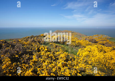 L'ajonc (Ulex sp.) en fleur au point mort. Au printemps. Devon. UK. Banque D'Images