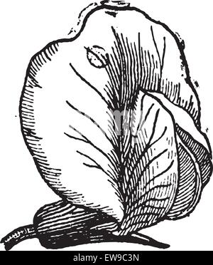 Ou pois Pisum sativum, montrant ensemble fleur, vintage engraved illustration. Dictionnaire des mots et des choses - Larive et Fleury - Illustration de Vecteur