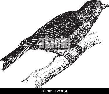 Ou Carduelis cannabina Linnet, vintage engraved illustration. Dictionnaire des mots et des choses - Larive et Fleury - 1895 Illustration de Vecteur