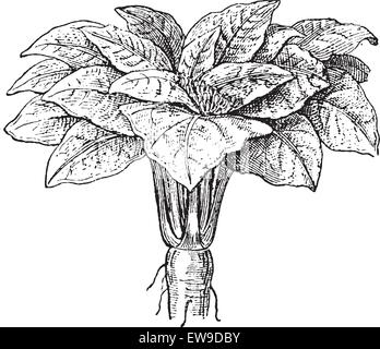 Mandrake ou Mandragora sp., vintage engraved illustration. Dictionnaire des mots et des choses - Larive et Fleury - 1895 Illustration de Vecteur