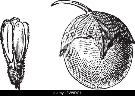 Mandrake ou Mandragora sp., montrant la fleur (à gauche) et de fruits (à droite), vintage engraved illustration. Dictionnaire de mots et mince Illustration de Vecteur