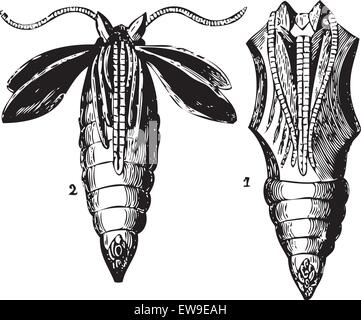 Gravure ancienne de deux étapes de transformation de la chrysalide papillon. De l'Encyclopédie Trousset 1886 - 1891 Illustration de Vecteur