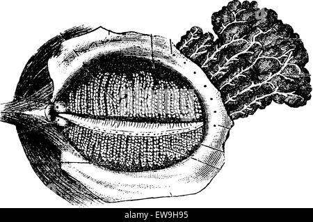 Surface profonde de la paupière humaine avec le canal nasolacrymal Gland, vintage engraved illustration. Dictionnaire de médecine habituelle par le Dr Lab Illustration de Vecteur