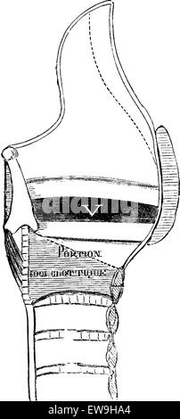 La section médiane du larynx, vintage engraved illustration. Dictionnaire de médecine habituelle par le Dr Labarthe - 1885 Illustration de Vecteur