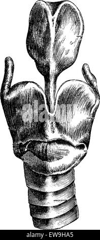 Vue antérieure du larynx montrant les cartilages du larynx, vintage engraved illustration. Dictionnaire de médecine habituelle par le Dr Labarth Illustration de Vecteur