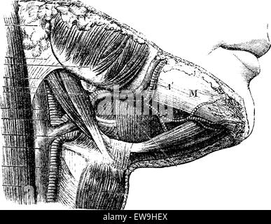 Région muscles sus hyoïdiens, vintage engraved illustration. Dictionnaire de médecine habituelle - Paul Labarthe - 1885. Illustration de Vecteur