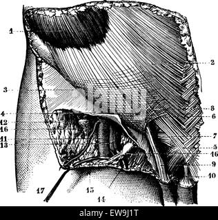 Fig. 624. Région ilioinguinal surface. L'orifice externe du canal inguinal. Artères, veines et vaisseaux lymphatiques de l'groi Illustration de Vecteur