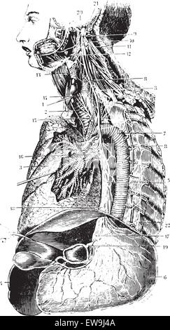 La chaîne sympathique et le nerf vague gauche, vintage engraved illustration. Dictionnaire de médecine habituelle par le Dr Labarthe - 1885. Illustration de Vecteur