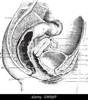 Bassin féminin antéro-postérieur (section), vintage engraved illustration. Dictionnaire de médecine habituelle par le Dr Labarthe - 1885. Illustration de Vecteur