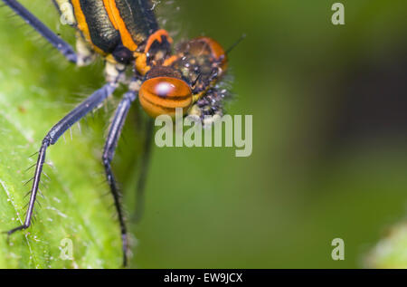 Yrrhosoma nymphula grande demoiselle rouge close up sur feuille d'ortie Banque D'Images