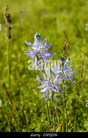 Fleurs sauvages indigènes Camassia quamash en bleu avec fleurs bleues Banque D'Images