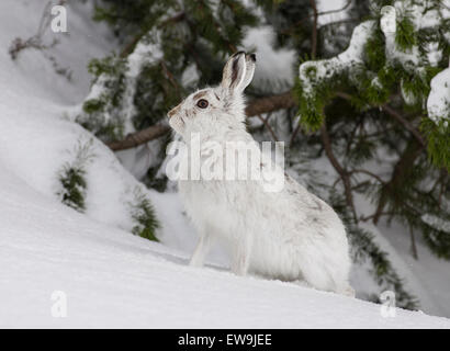 Blue Mountain hare en fourrure d'hiver Banque D'Images