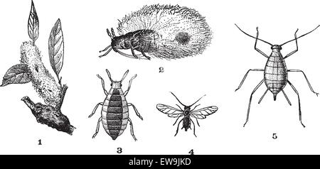 Les pucerons ou les pucerons ou greenflies ou mouches noires ou les aleurodes, 1. Puceron lanigère du sapin. 2. Puceron lanigère du sapin. 3. Des anguillules. 4. Rose aph Illustration de Vecteur