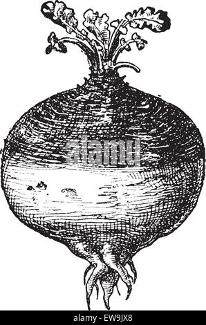 Ou Rutabaga Rutabaga (navet suédois) ou navet ou navet jaune (Brassica napobrassica), vintage engraved illustration. Dictionary Illustration de Vecteur